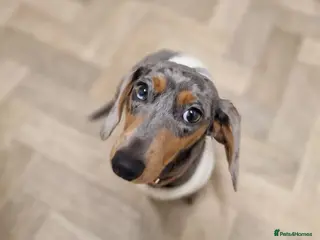 Miniature Dachshund dogs Blue and tan dapple miniature dachshund - Advert 3