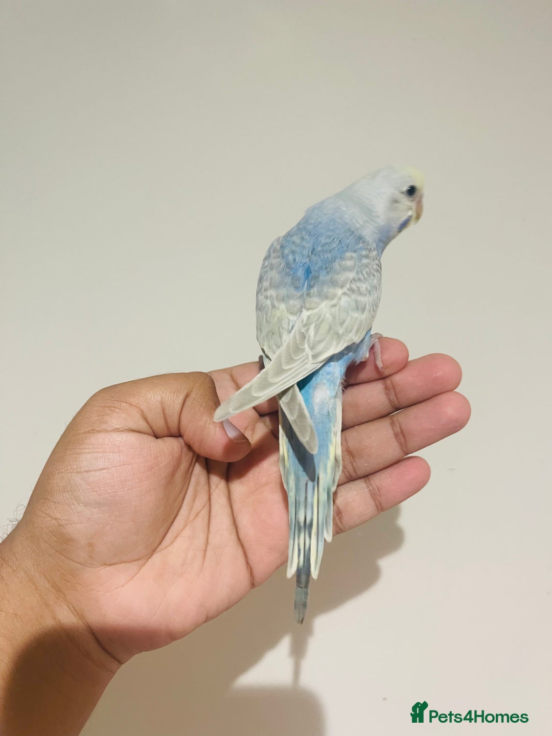 Budgerigars birds for sale: Hand reared budgies for sale  - Advert 12