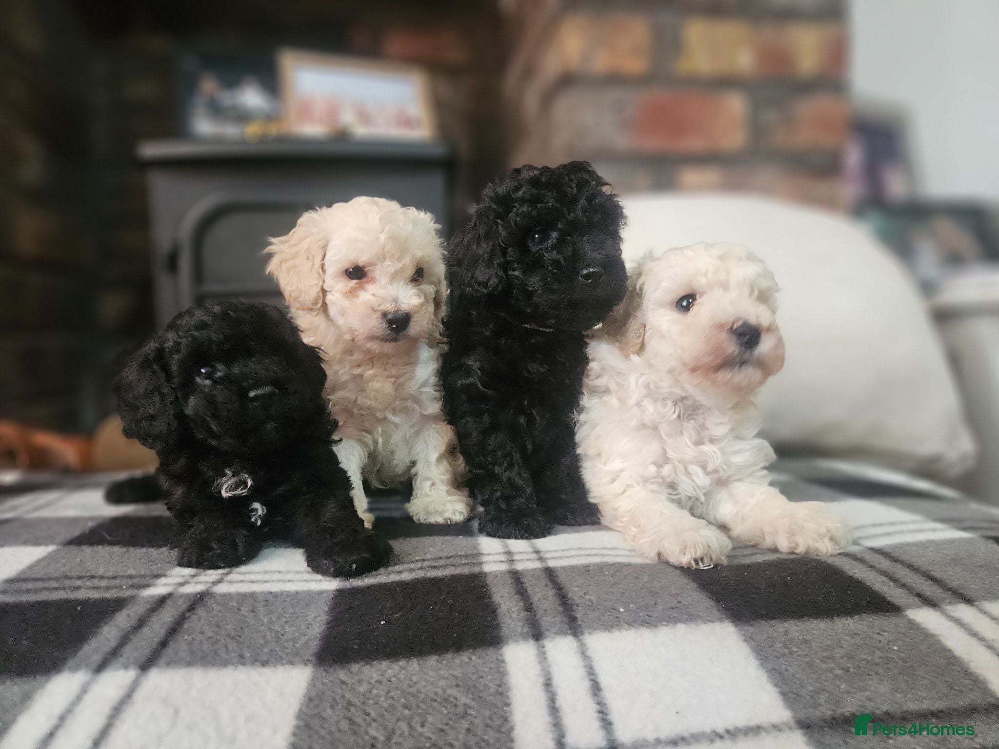 Toy Poodle dogs Toy poodle puppies 🩷💙  - Advert 5