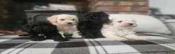 Toy Poodle dogs for sale: Toy poodle puppies 🩷💙  - Advert 7