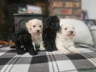 Toy Poodle dogs Toy poodle puppies 🩷💙 - Advert 5