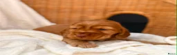 Cocker Spaniel dogs for sale: Show type cocker spaniels  - Advert 4
