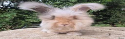 Angora rabbits for sale: 🌟STUNNING ANGORA BABIES- maxi full face 🌟 - Advert 6