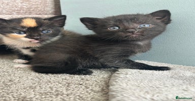 Mixed Breed cats - Advert 7