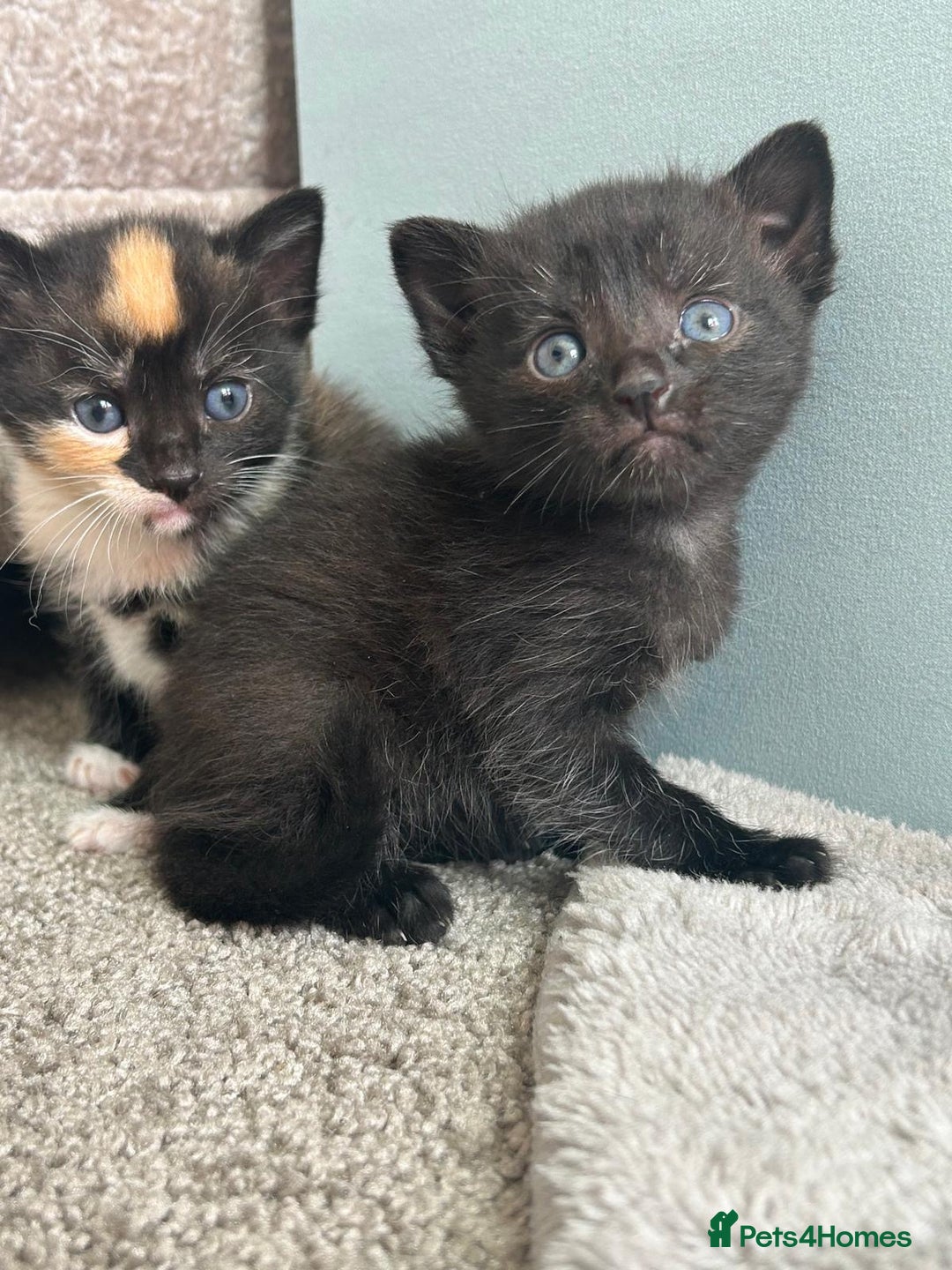 Mixed Breed cats for sale: 6 beautiful kittens ready now (4 left) - Image 2