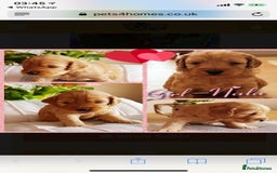 Miniature Poodle dogs for stud: Extensively Health Tested Deep Red Mini Poodle in Mansfield - Image 24