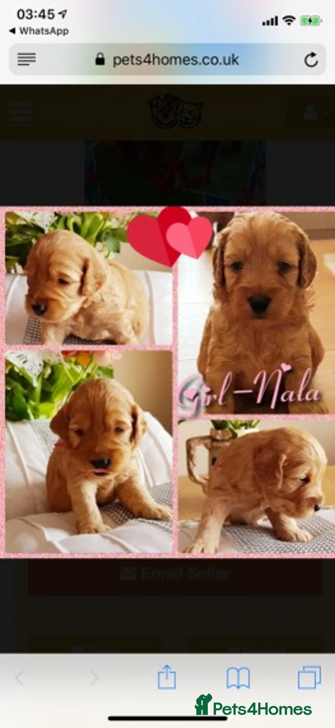 Miniature Poodle dogs for stud: Extensively Health Tested Deep Red Mini Poodle in Mansfield - Advert 24