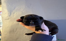 Boxer dogs for sale: Quality KC Boxer Puppies  - Advert 4