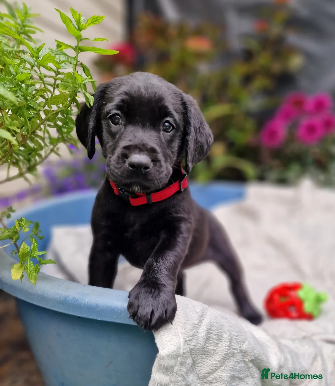 Springador dogs for sale: BEAUTIFUL SPRINGADOR PUPPIES - Advert 2