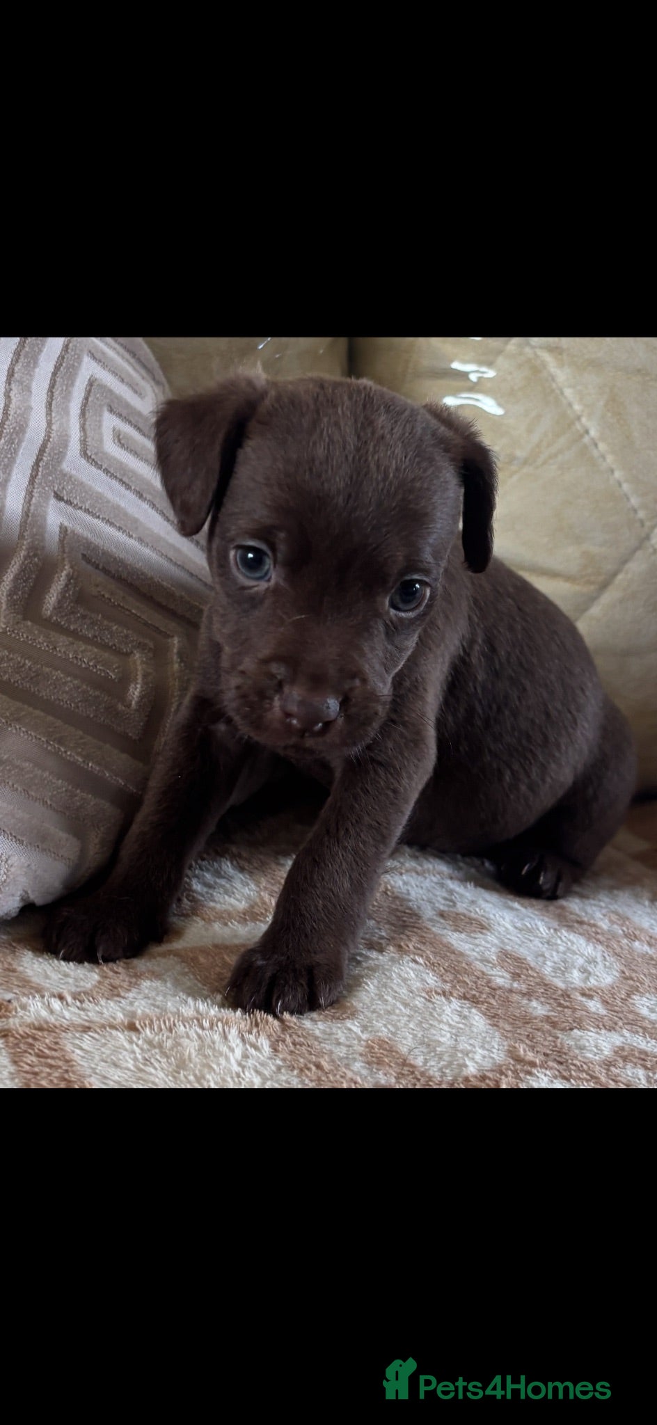 Patterjack dogs Patterdale x jack russell  (patter-jack) - Advert 4