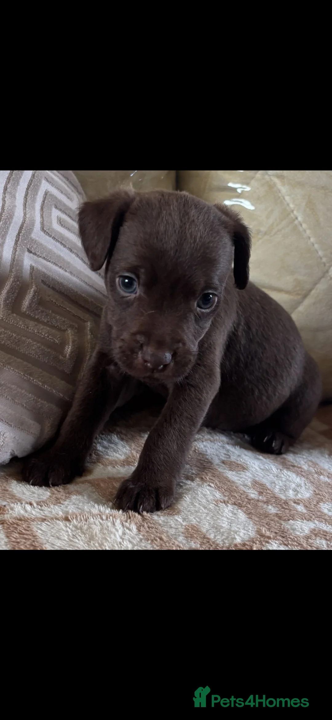 Patterjack dogs for sale: Patterdale x jack russell  (patter-jack) - Advert 1