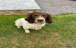 English Springer Spaniel dogs for sale: Liver and white male springer spaniel. - Image 2