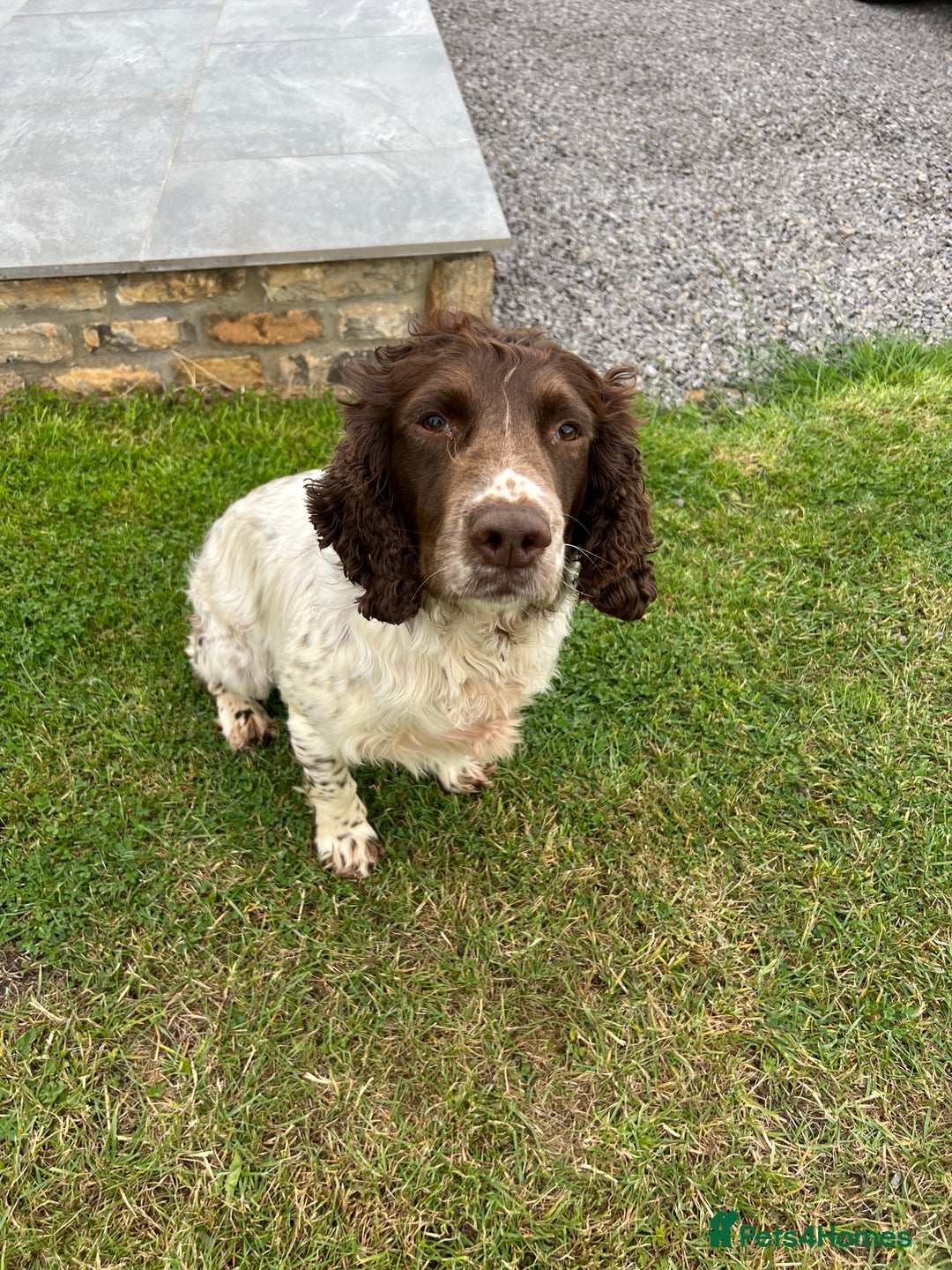 English Springer Spaniel dogs for sale: Liver and white male springer spaniel. - Image 2