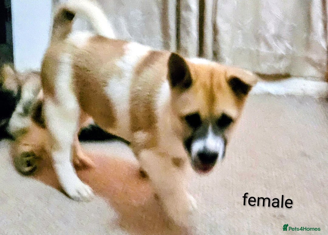 Mixed Breed dogs for sale: Akita/malamute  - Advert 14