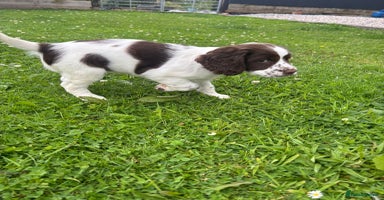 English Springer Spaniel dogs - Advert 3