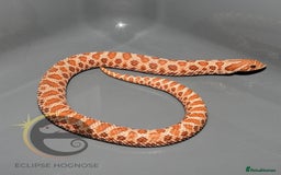 Snake reptiles for sale: Hognose snakes  - Image 4