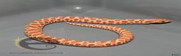 Snake reptiles for sale: Hognose snakes  - Advert 4