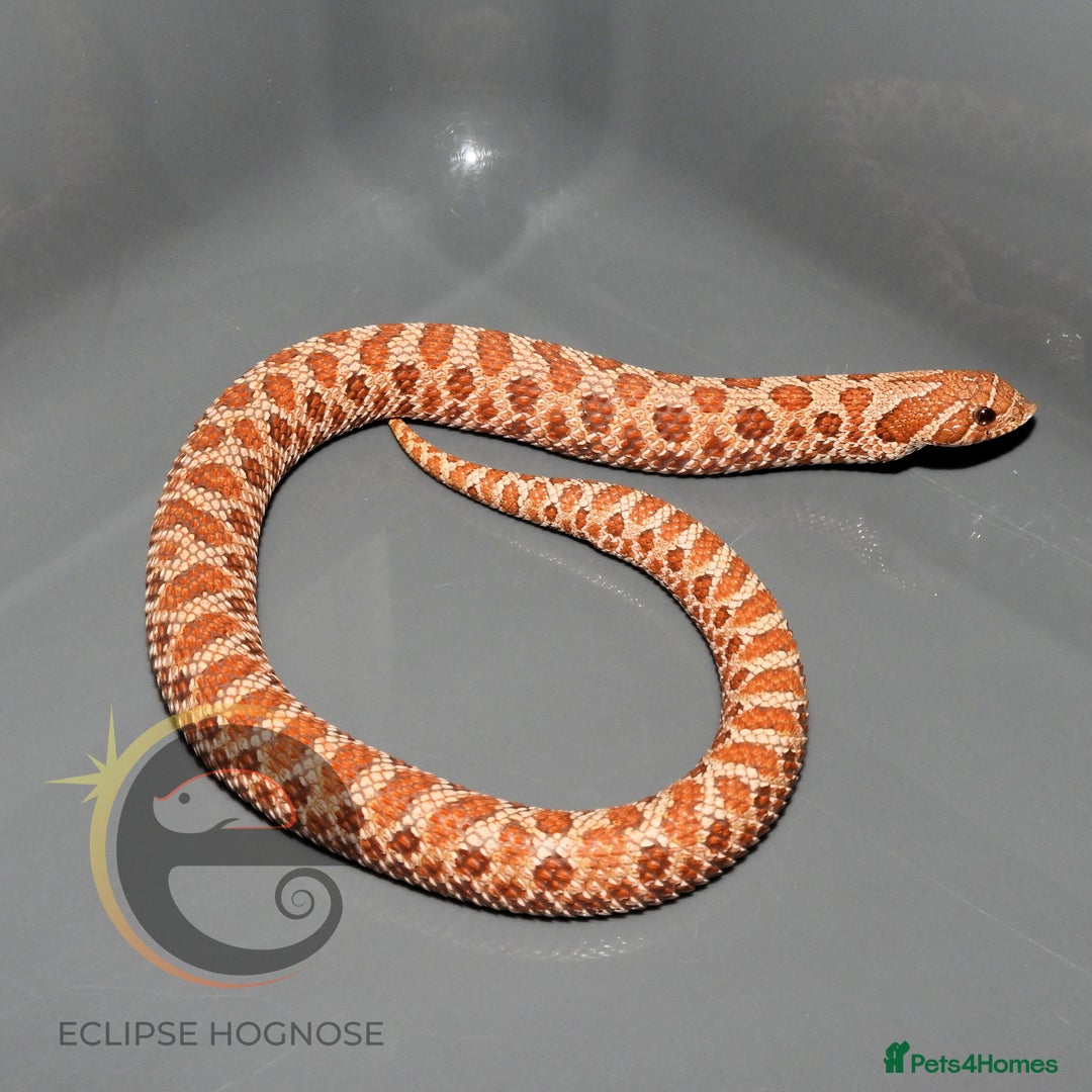 Snake reptiles for sale: Hognose snakes  - Image 4