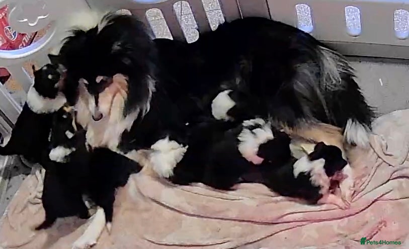 Rough Collie dogs 7 Gorgeous rough collie puppies for sale - Advert 2