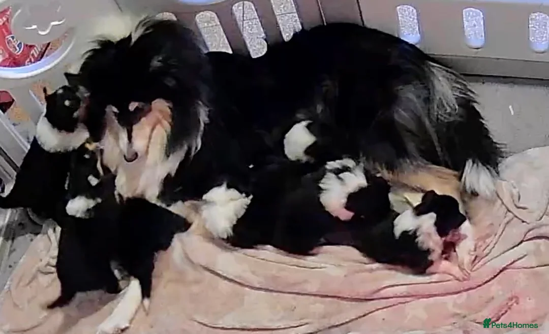 Rough Collie dogs for sale: 7 Gorgeous rough collie puppies for sale in Spalding - Advert 1