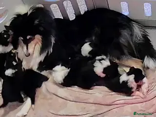 Rough Collie dogs 7 Gorgeous rough collie puppies for sale - Advert 2