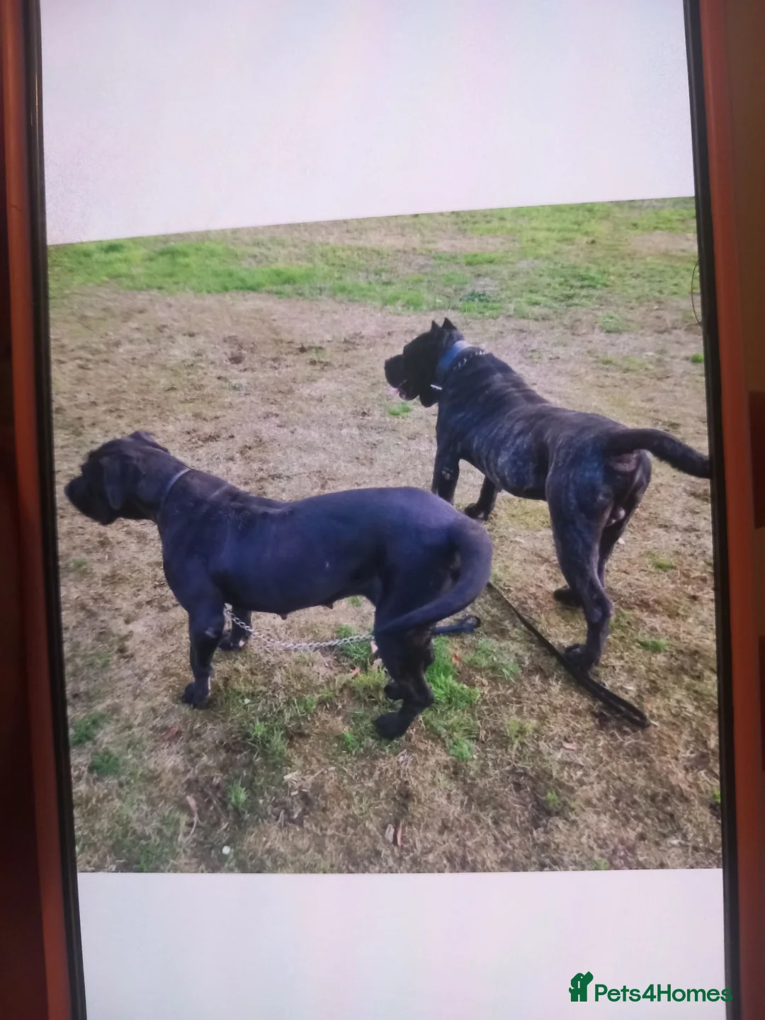 Presa Canario dogs for sale: Pressa canario puppies  in Birmingham - Advert 8