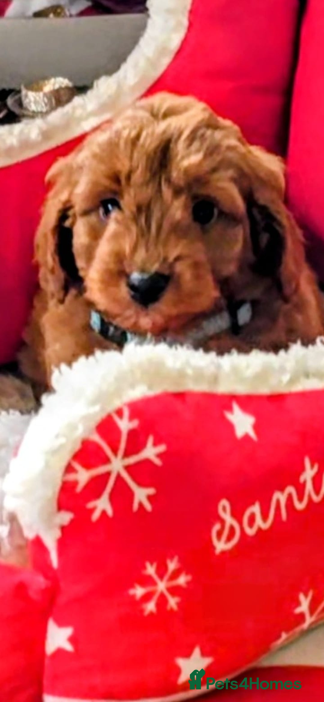 Cockapoo dogs for sale: GENUINE F1B COCKAPOO PUPPIES  - Advert 11