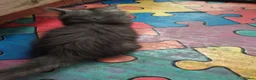 Maine Coon cats for sale: Maincoon kittens  - Advert 12