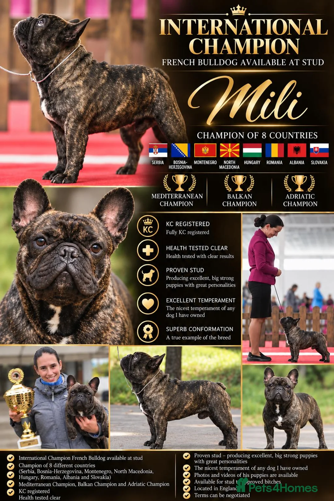 French Bulldog dogs for stud: INTERNATIONAL CHAMPION MILI — AVAILABLE AT STUD - Advert 1
