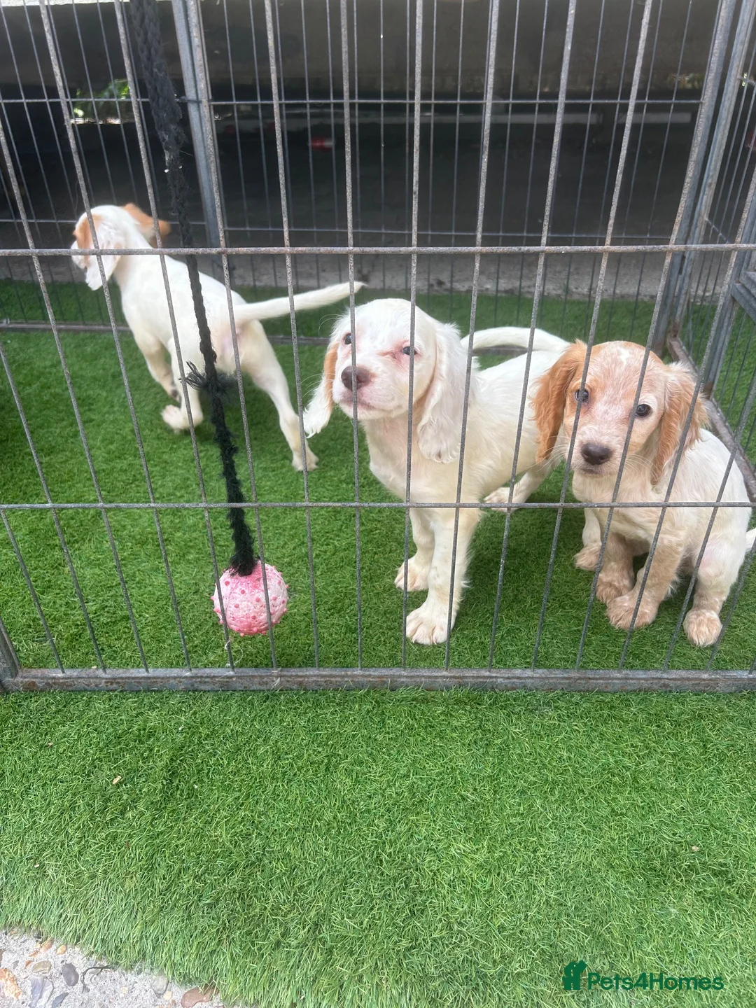 Cocker Spaniel dogs for sale: 4 cocker spaniel puppies  - Advert 12