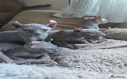 Sphynx cats for sale: Elf Sphynx Kittens  - Image 33