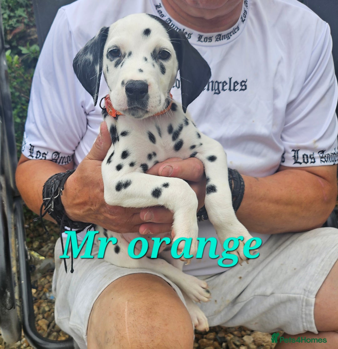 Dalmatian dogs for sale: Dalmatian puppies Ready now - Image 8