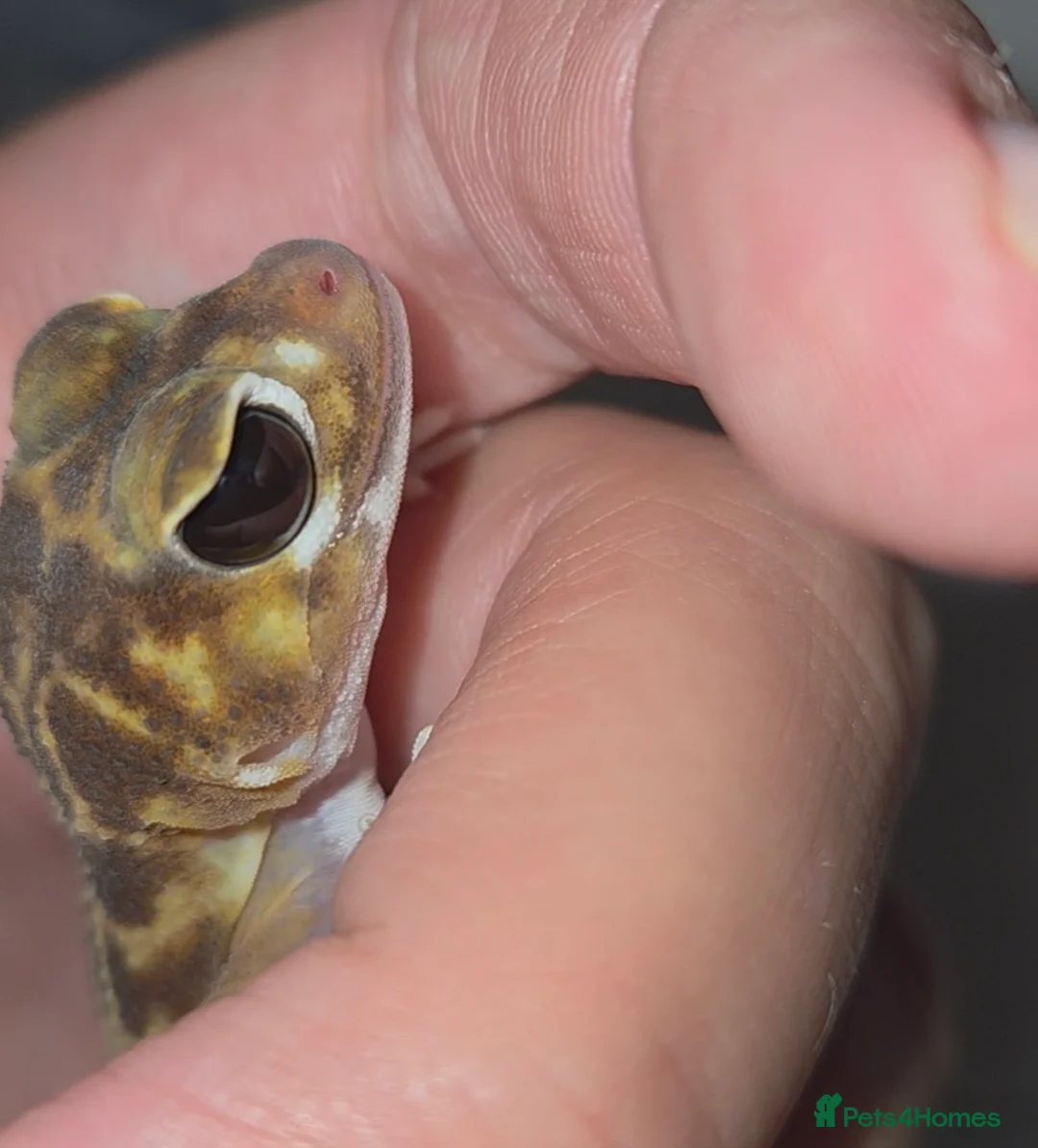 Gecko reptiles for sale: Smooth knob-tailed gecko  - Advert 2