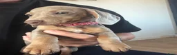 Miniature Dachshund dogs for sale: Mini Daschunds for Sale - Advert 3