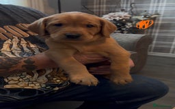 Labrador Retriever dogs for sale: Fox Red Labrador Puppies - Advert 9