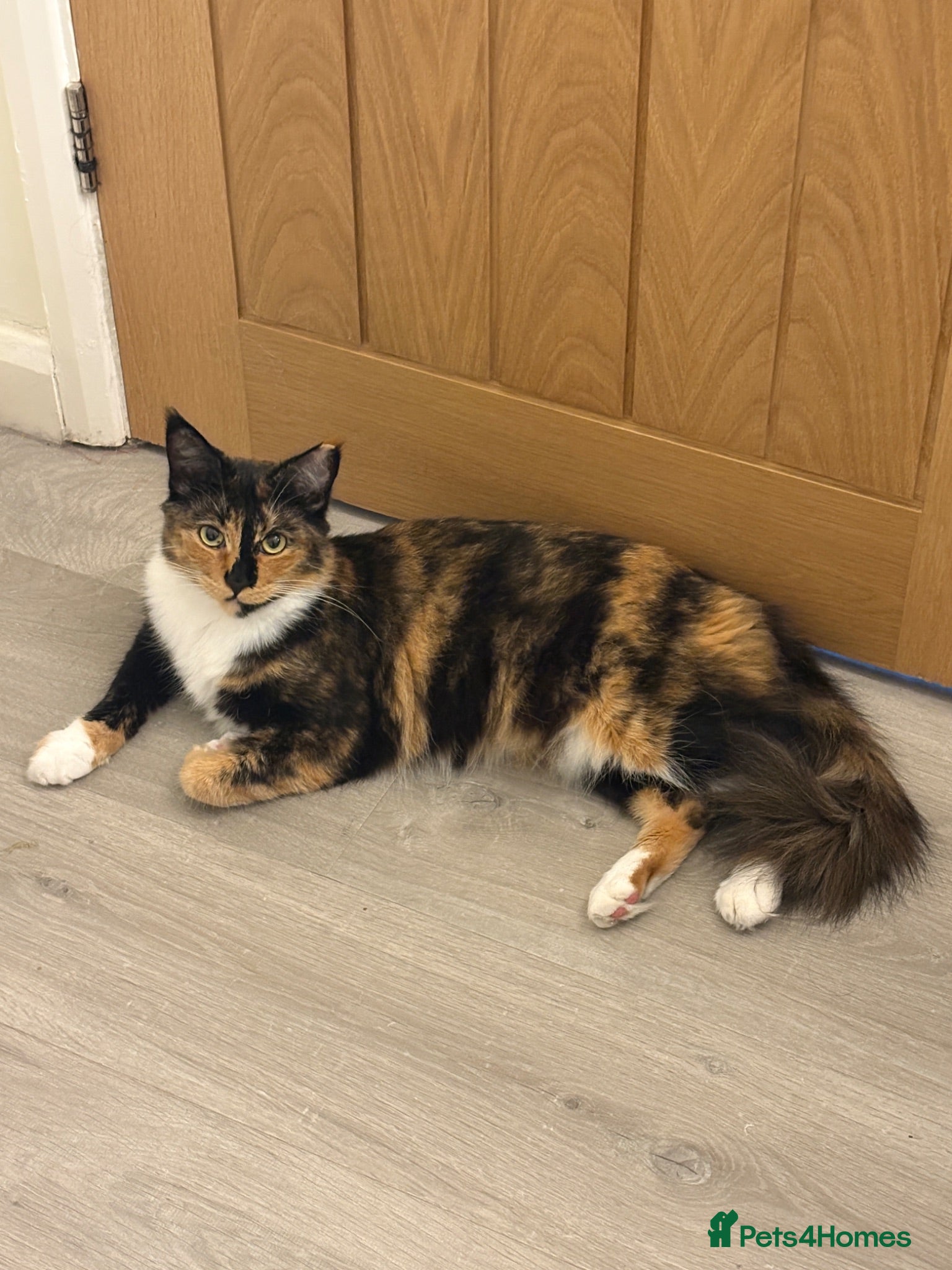 Mixed Breed cats Beautiful female cat - neutered - Advert 11