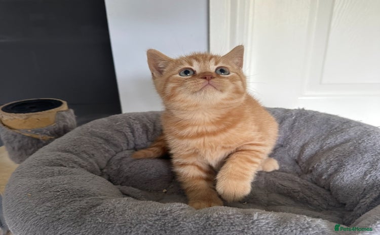 British Shorthair cats - Advert 1