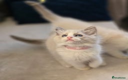 Ragdoll cats for sale: Ragdoll Kittens  - Advert 17