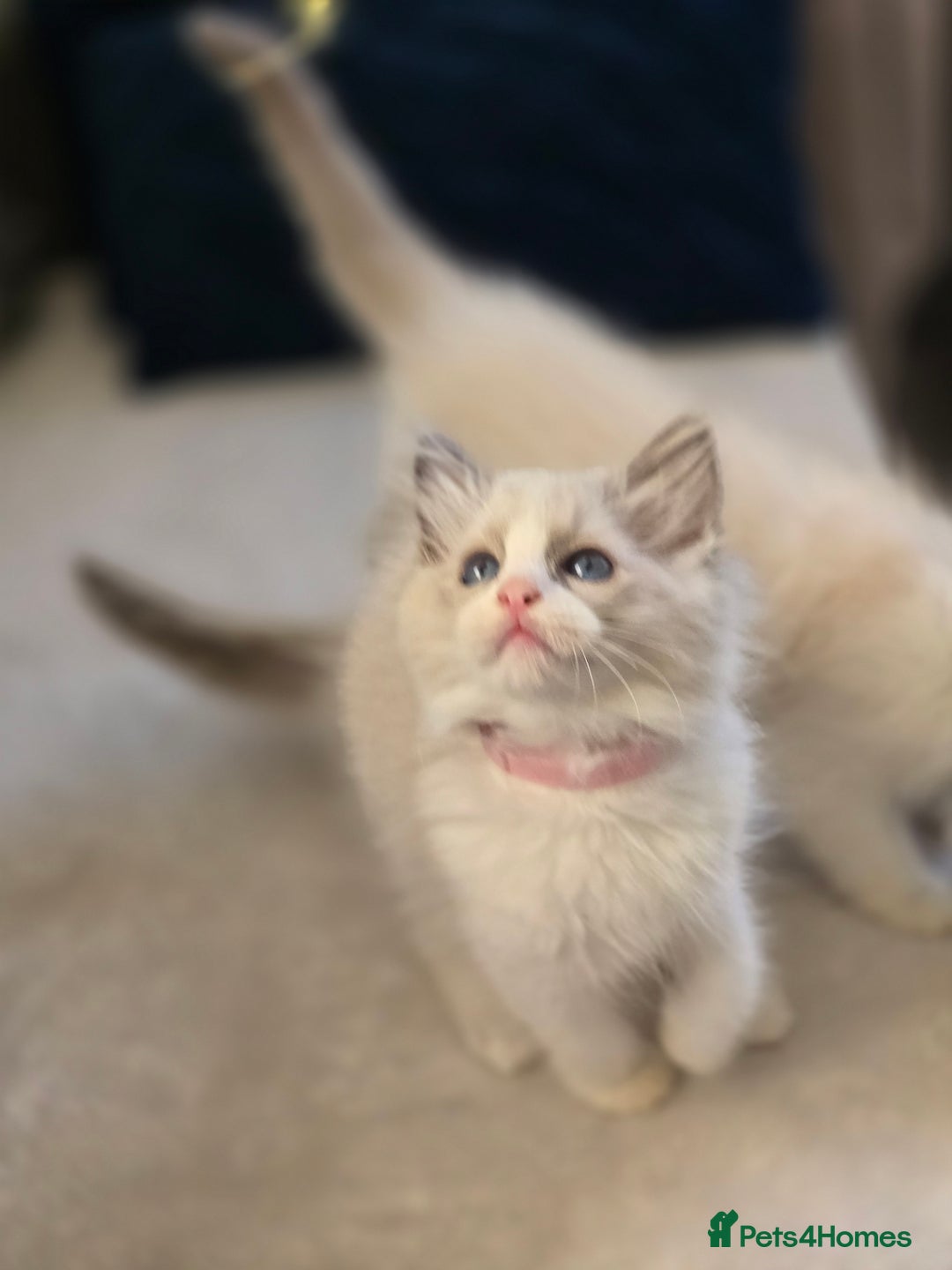 Ragdoll cats for sale: Ragdoll Kittens  - Advert 17