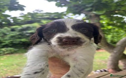English Springer Spaniel dogs for sale: KC Springer Spaniel puppies 3 x girls available  in Hereford - Image 1