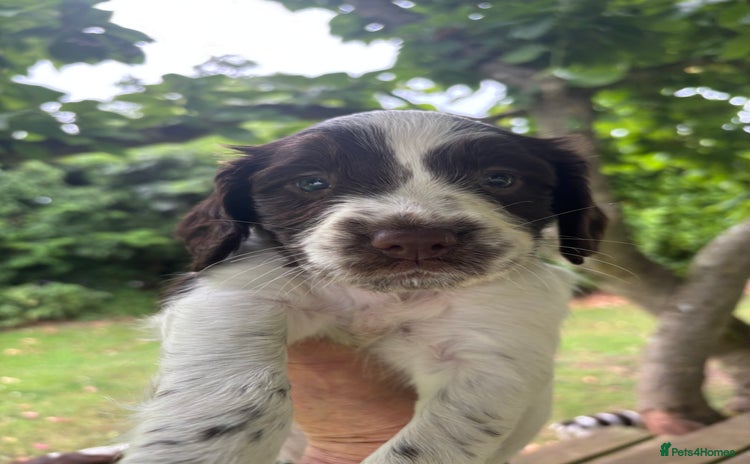 English Springer Spaniel dogs in Hereford - Advert 1