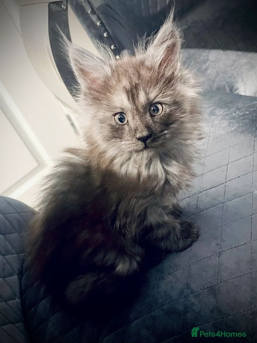 Maine Coon cats for sale: Giant Russian Mainecoons Kittens - Advert 24