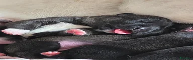 Mixed Breed 1