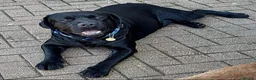 Labrador Retriever dogs for stud: Labrador, proven, health tested, show bred  - Advert 30