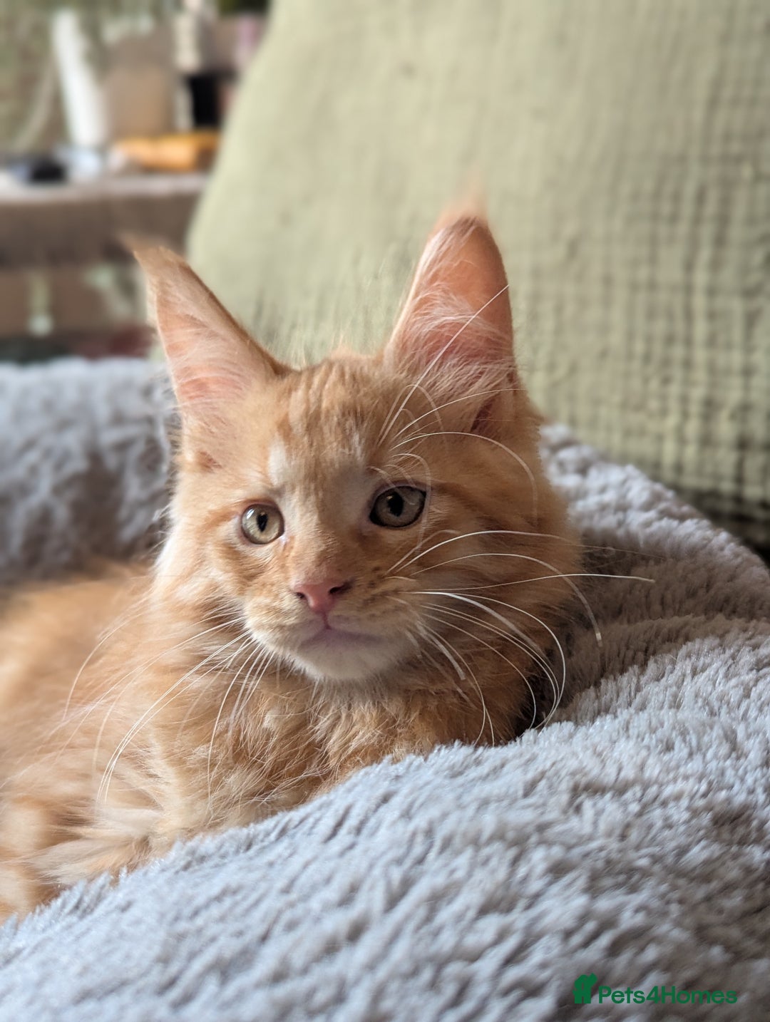 Maine Coon cats for sale: Maine Coon Kittens - Image 6