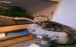 Maine Coon cats for sale: Princess looking for her forever home.  - Image 8