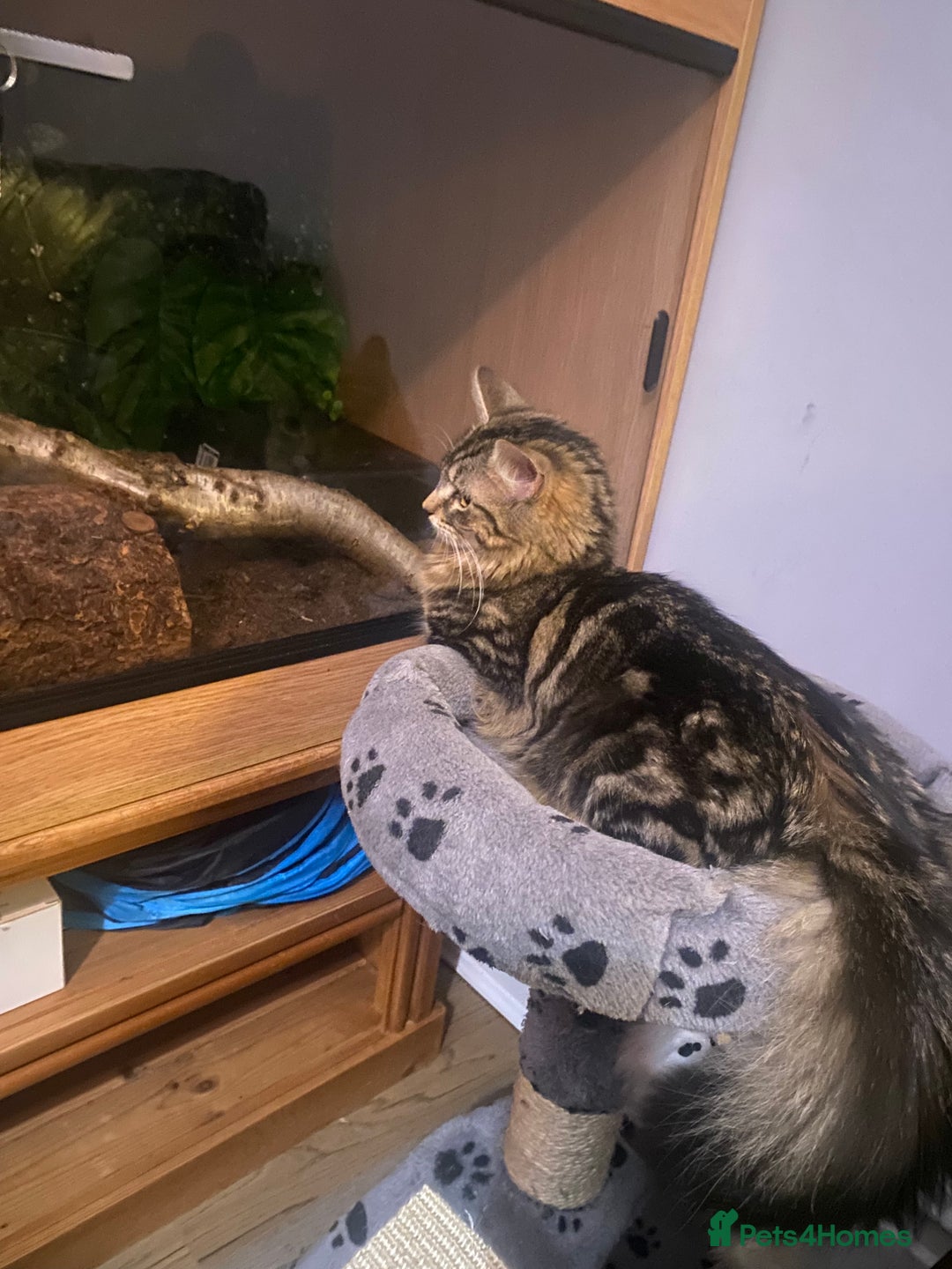 Maine Coon cats for sale: Princess looking for her forever home.  - Image 8