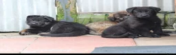 German Shepherd dogs for sale: KC REG OLD STYLE GERMAN SHEPHERD PUPPIES   - Advert 4