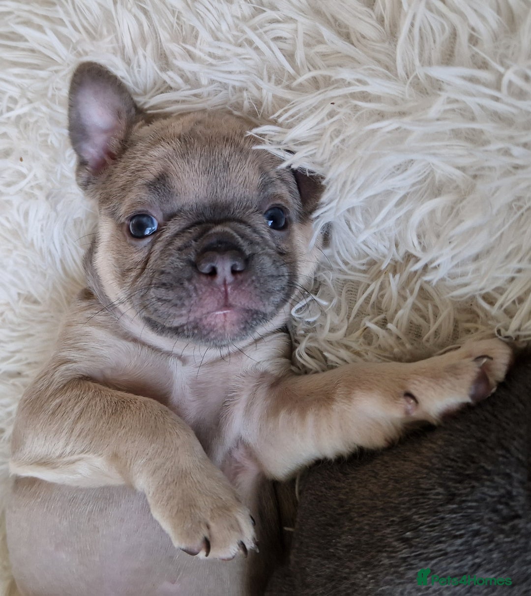 French Bulldog dogs for sale: Rosie litter  - Image 10