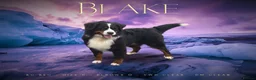 Bernese Mountain Dog dogs for stud: For stud dna tested Bernese mountain dog for stud  in Market Drayton - Advert 9